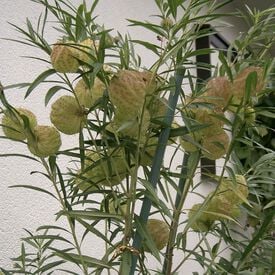 Physocarpa, Asclepias